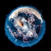 Tara Oceans : découverte de plus de 100 millions de gènes issus du monde marin - Communiqués et dossiers de presse - CNRS | Biodiversité | Scoop.it
