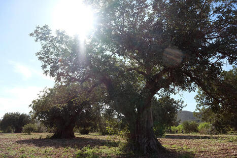 Carob: a MEDITERRANEAN tree for our times&nbsp; | CIHEAM Press Review | Scoop.it