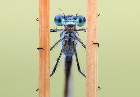 Les libellules sont capables, comme les humains, de concentrer leur attention sur une cible | EntomoNews | Scoop.it