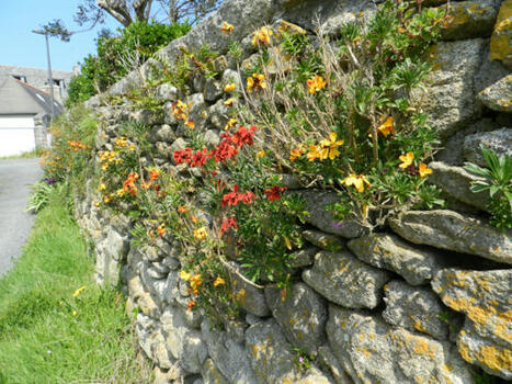 Murs et murets : des micro-habitats pour la faune et la flore - LPO (Ligue pour la Protection des Oiseaux) - Agir pour la biodiversit&eacute; | Biodiversit&eacute;, &Eacute;cologie et Environnement | Scoop.it