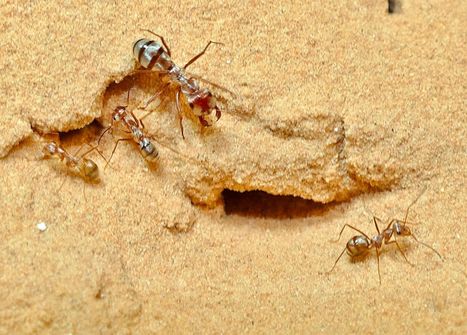 La fourmi la plus rapide du monde vit au Sahara | EntomoNews | Scoop.it