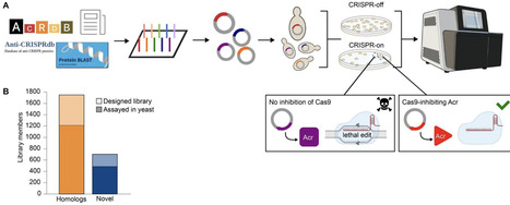 High-throughput Eukaryotic Screening of Putative Anti-CRISPR Proteins against SpyCas9 and SauCas9 | brvbe | RMH | Scoop.it