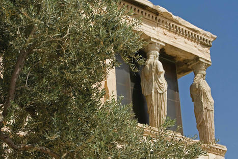 The GREEK market of olive oil and table olives – current situation and 2023/24 perspectives | CIHEAM Press Review | Scoop.it