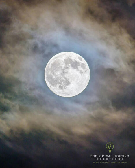 #ecologicallighting #lightingdesign #batfriendlylighting #darkskies #environmentallighting #responsiblelighting #biodiversity #moonlight | Ecological Lighting Solutions | LIGHTING-Innovation-Design | Scoop.it