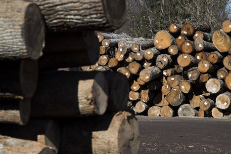 Trump Gives the Gift of High Lumber Prices | Timberland Investment | Scoop.it