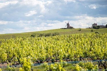 Les pesticides ont le vin mauvais | Toxique, soyons vigilant ! | Scoop.it