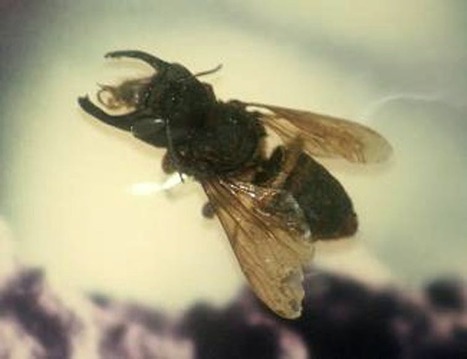 Tortues, abeilles et panthères : quand les espèces « éteintes » réapparaissent | EntomoNews | Scoop.it