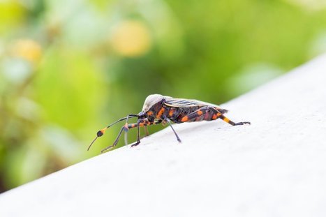 Des traitements plus puissants pourraient guérir la maladie de Chagas / Stronger treatments could cure Chagas disease | EntomoNews | Scoop.it