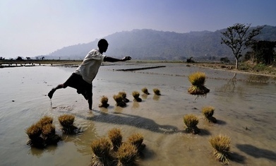10 things you need to know about sustainable agriculture | Climate Change & DRR in East Africa | Scoop.it