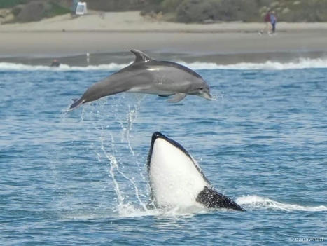 Dramatic Photos Show Orcas Hunting Dolphins Off SoCal Coast | Laguna Niguel, CA Patch | Coastal Restoration | Scoop.it