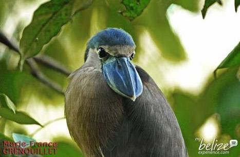 French Wildlife Photographer Captures Belize’s Beauty | Cayo Scoop!  The Ecology of Cayo Culture | Scoop.it