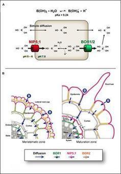 Frontiers | Insights into the Mechanisms Underlying Boron Homeostasis in Plants | Plant Science | Plant Gene Seeker -PGS | Scoop.it