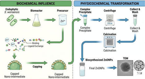 Biosynthesis of antibacterial zinc oxide nanoparticles from endophytic Streptomyces werraensis | Srep | RMH | Scoop.it