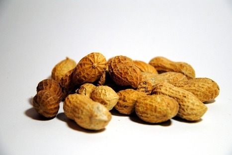 NIH: Allergen-Exposure Strategy Can Prevent Peanut Allergy | The Scientist Magazine® | Allergy (and clinical immunology) | Scoop.it