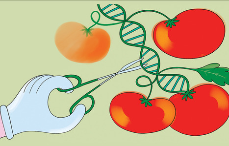 Biofortification : Peut-on booster les gènes des plantes pour lutter contre la malnutrition ? | SCIENCES DU VEGETAL | Scoop.it
