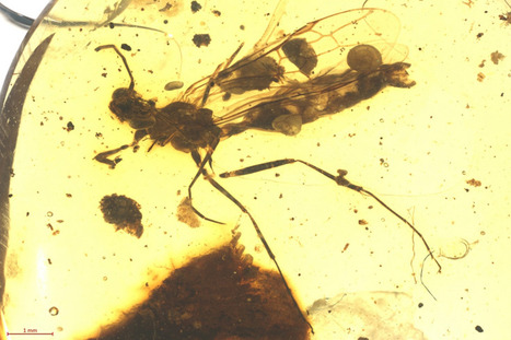 Dans de l'ambre datant de 99 millions d'années, une ancienne colonie de fourmis et une fourmi mâle dévoilent les secrets de l'évolution | EntomoNews | Scoop.it