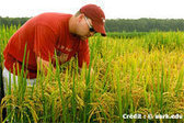 La FAO s'inquiète du bond des contaminations par des OGM | Questions de développement ... | Scoop.it