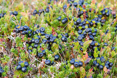 Tämä väheksytty metsämarja päihittää mustikan | 1Uutiset - Lukemisen tähden | Scoop.it