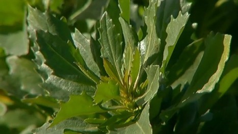 Mesquer : une association veut faire interdire la vente du baccharis, une plante invasive -France 3 Pays de la Loire | Biodiversité | Scoop.it