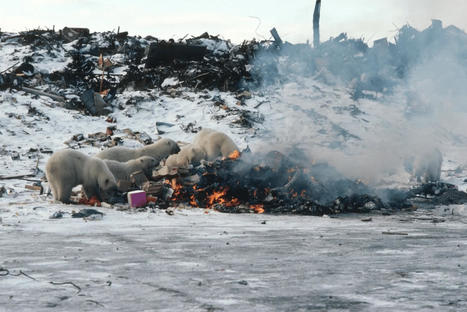 Hungry Polar Bears Are Eating Garbage Instead of Seals as Their Habitats Melt Away - EcoWatch.com | Operation Deimos | Scoop.it