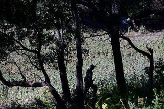 Mexican army faces uphill battle against opium poppies | ReactNow - Latest News updated around the clock | Scoop.it