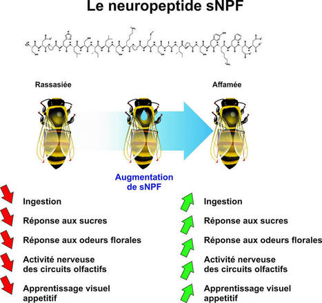 Un neuropeptide-clé pour la motivation alimentaire et l’apprentissage des abeilles | EntomoNews | Scoop.it