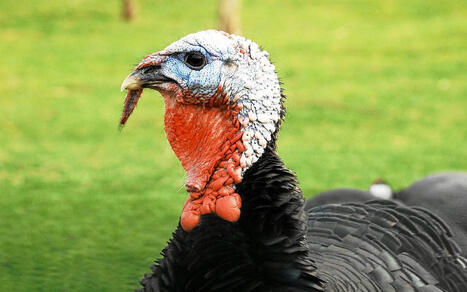 Un premier foyer de grippe aviaire identifi&eacute; cette ann&eacute;e en Bretagne dans un &eacute;levage de dindes | Crise sanitaire | Scoop.it