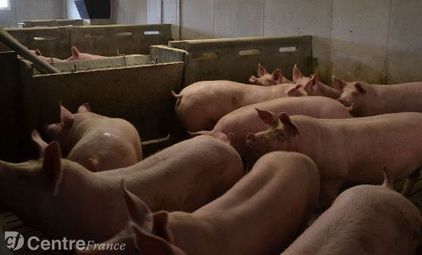Haute-Loire. La viande de cochon représente 40 % de l’activité des abattoirs [pour abonnés] | La Gazette des abattoirs | Scoop.it