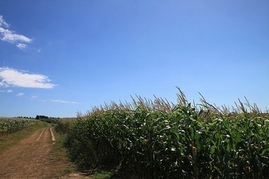 La culture du maïs transgénique MON 810 interdite en France | Toxique, soyons vigilant ! | Scoop.it
