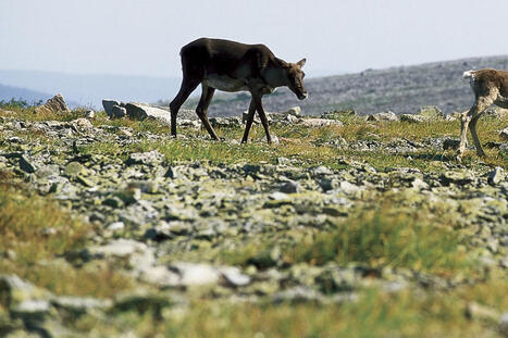 Protection des caribous montagnards | Proposition « farfelue » des élus de la Haute-Gaspésie | Revue de presse La Matanie | Scoop.it