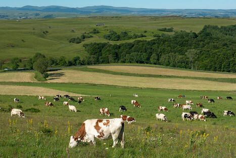 Changement climatique et qualité des fromages : le rôle central de l’alimentation à l’herbe - INRAE | Pour innover en agriculture | Scoop.it