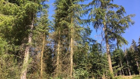 Dans le nord-Ardèche, le dépérissement des arbres s'accélère | Les Colocs du jardin | Scoop.it