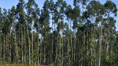 Eucalyptus trees - friend or foe to PORTUGAL?  | CIHEAM Press Review | Scoop.it
