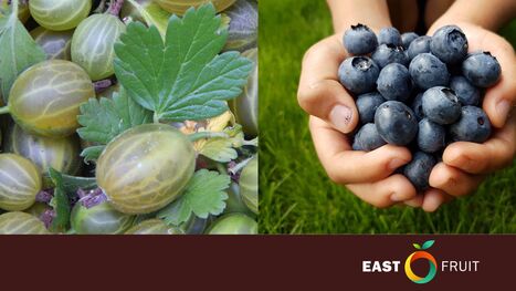 FOOD: Blueberries and gooseberries, the brain's youth formula  | Revue de presse - Club DEMETER | Scoop.it