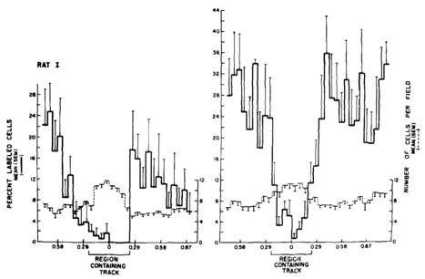 Reendothelialization and maintenance of endothelial integrity in longitudinal denuded tracks in the thoracic aorta of rats | Interventional Cardiology | Scoop.it
