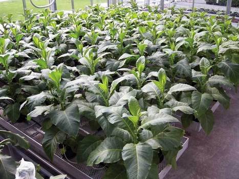 Plant-based veterinary vaccines - Canadian Cattlemen | Mucosal Immunity | Scoop.it