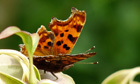 Insect life bursts from the shadows for a one-last-time party | Nature Flash | Scoop.it