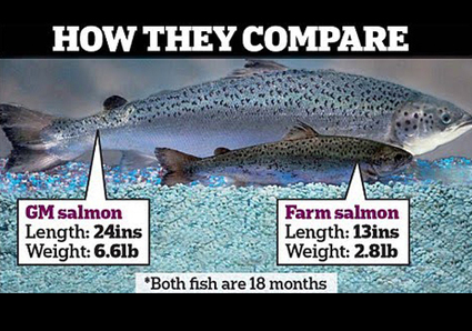 “Fatally flawed” FDA Assessment to unleash genetically engineered salmon onto your dinner plate NO Regulation NO Oversight NO Labeling | YOUR FOOD, YOUR ENVIRONMENT, YOUR HEALTH: #Biotech #GMOs #Pesticides #Chemicals #FactoryFarms #CAFOs #BigFood | Scoop.it