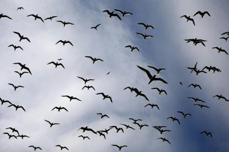 La grippe aviaire décime (aussi) les oiseaux marins | Toxique, soyons vigilant ! | Scoop.it