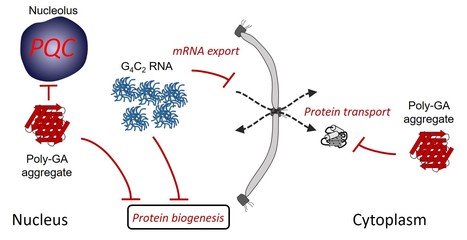 Multiple pathways of toxicity induced by C9orf72 dipeptide repeat aggregates and G4C2 RNA in a cellular model | I2BC Paris-Saclay | Scoop.it