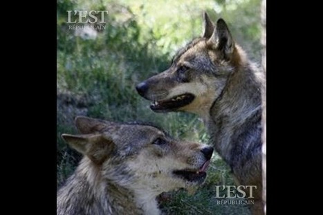 Région Lorraine | Tir de prélèvement du loup : les associations montent au créneau | Loup | Scoop.it