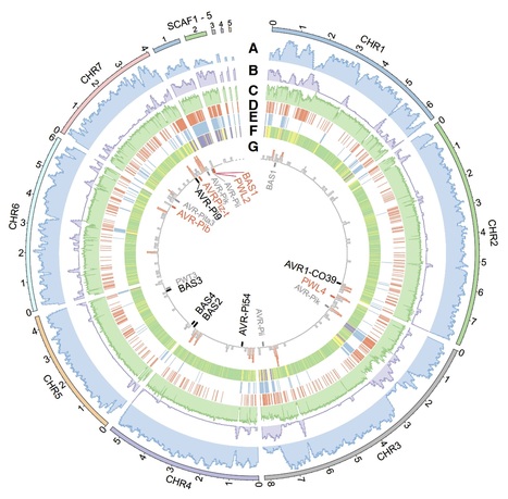 bioRxiv: Effector Gene Reshuffling Involves Dispensable Mini-chromosomes in the Wheat Blast Fungus (2018) | Plant Pathogenomics | Scoop.it