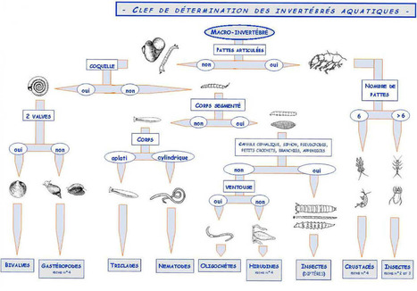 Invertébrés aquatiques : Document didactique et clé de détermination | Insect Archive | Scoop.it