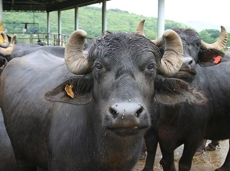 Les producteurs laitiers indiens préfèreraient les buffles aux vaches | Lait de Normandie... et d'ailleurs | Scoop.it