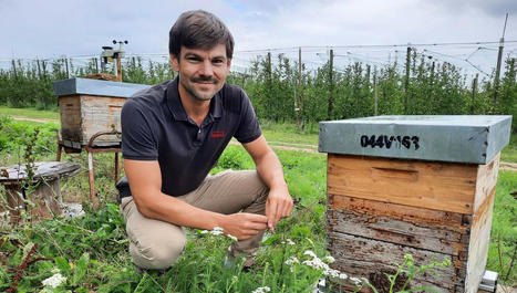 Les pommes et les abeilles - France Inter | Pour innover en agriculture | Scoop.it