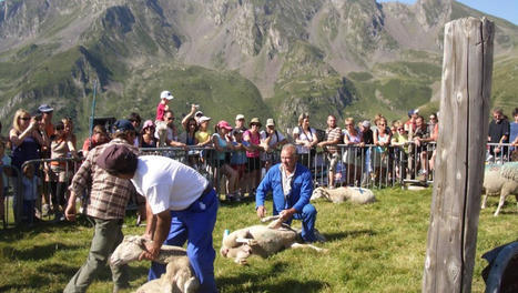 Hautes-Pyrénées : Les transhumances, une forme d’écotourisme qui monte ? | Vallées d'Aure & Louron - Pyrénées | Scoop.it