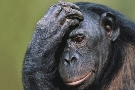 Animal Minds: the New Anthropomorphism | digisapiens v.1.0 | Scoop.it