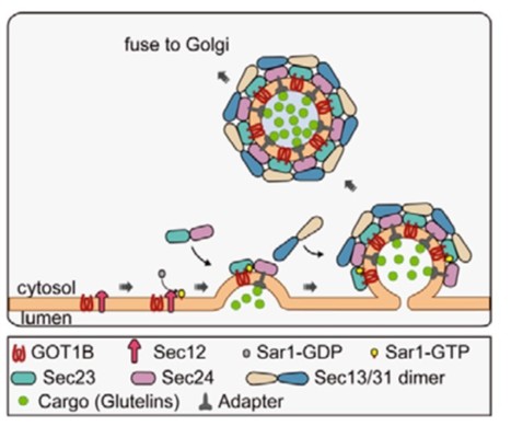 GOLGI TRANSPORT 1B Regulates Protein Export from Endoplasmic Reticulum in Rice Endosperm Cells | The Plant Cell | Scoop.it