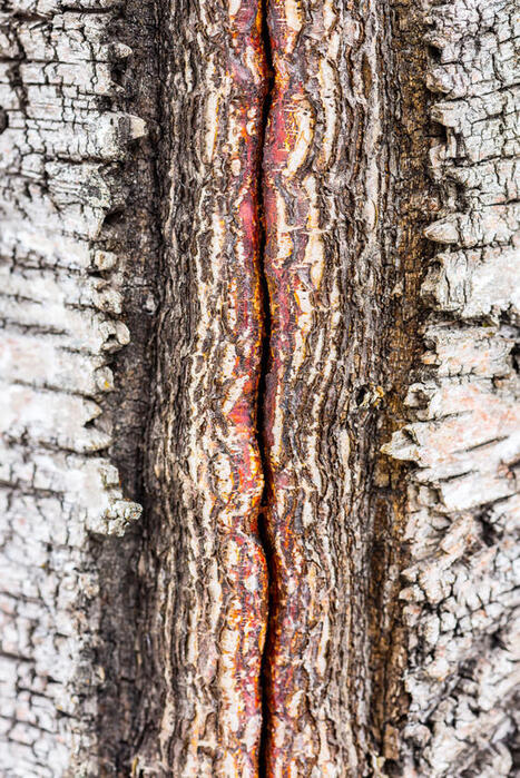 Kysy luonnosta: Puiston koivuun ilmestyi pakkasella pitk&auml; halkeama &ndash; voiko puu selvit&auml;? | 1Uutiset - Lukemisen t&auml;hden | Scoop.it