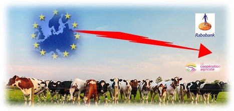 Rabobank : les coopératives seront « les plus durement touchées » par le déclin de la production laitière | Lait de Normandie... et d'ailleurs | Scoop.it